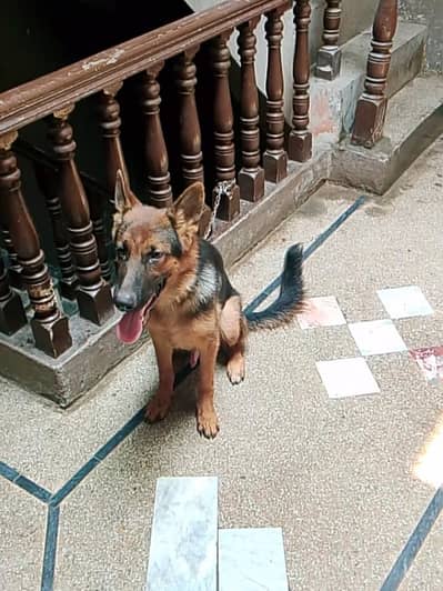 German shepherd for sale