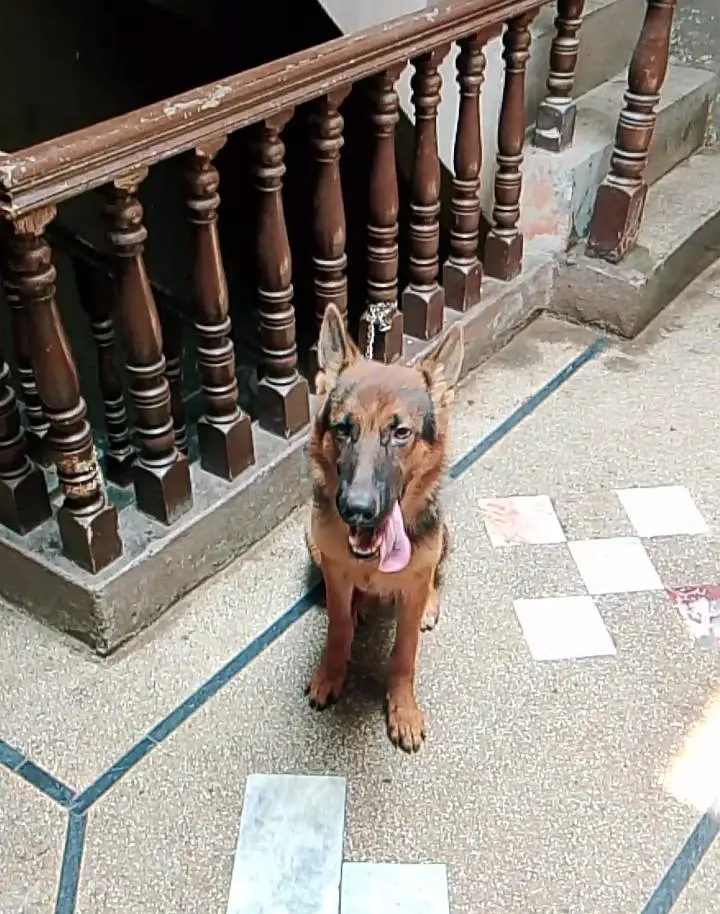 German shepherd for sale — photo 2