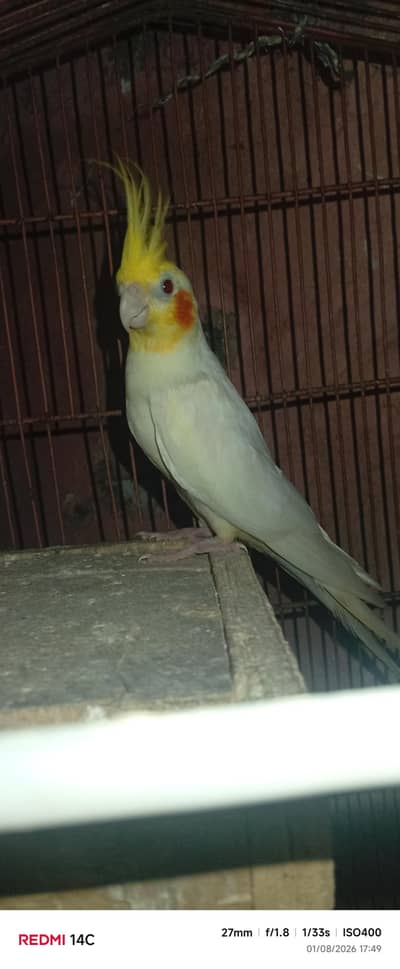 “Healthy Lutino Cockatiel Breeding Pair for Sale”