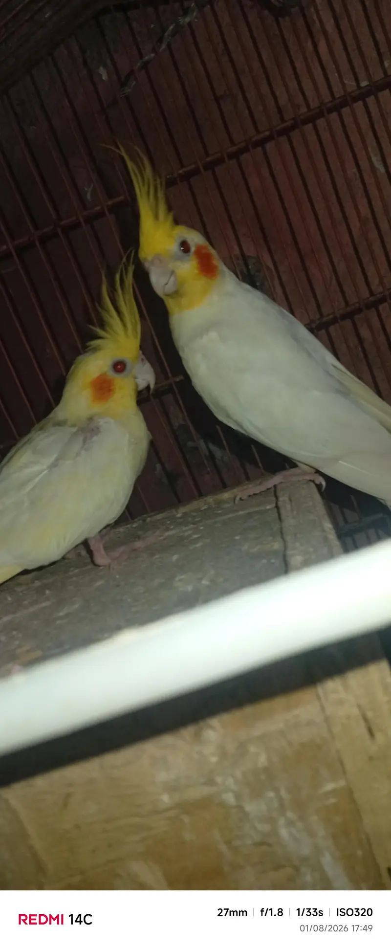 “Healthy Lutino Cockatiel Breeding Pair for Sale” — photo 2