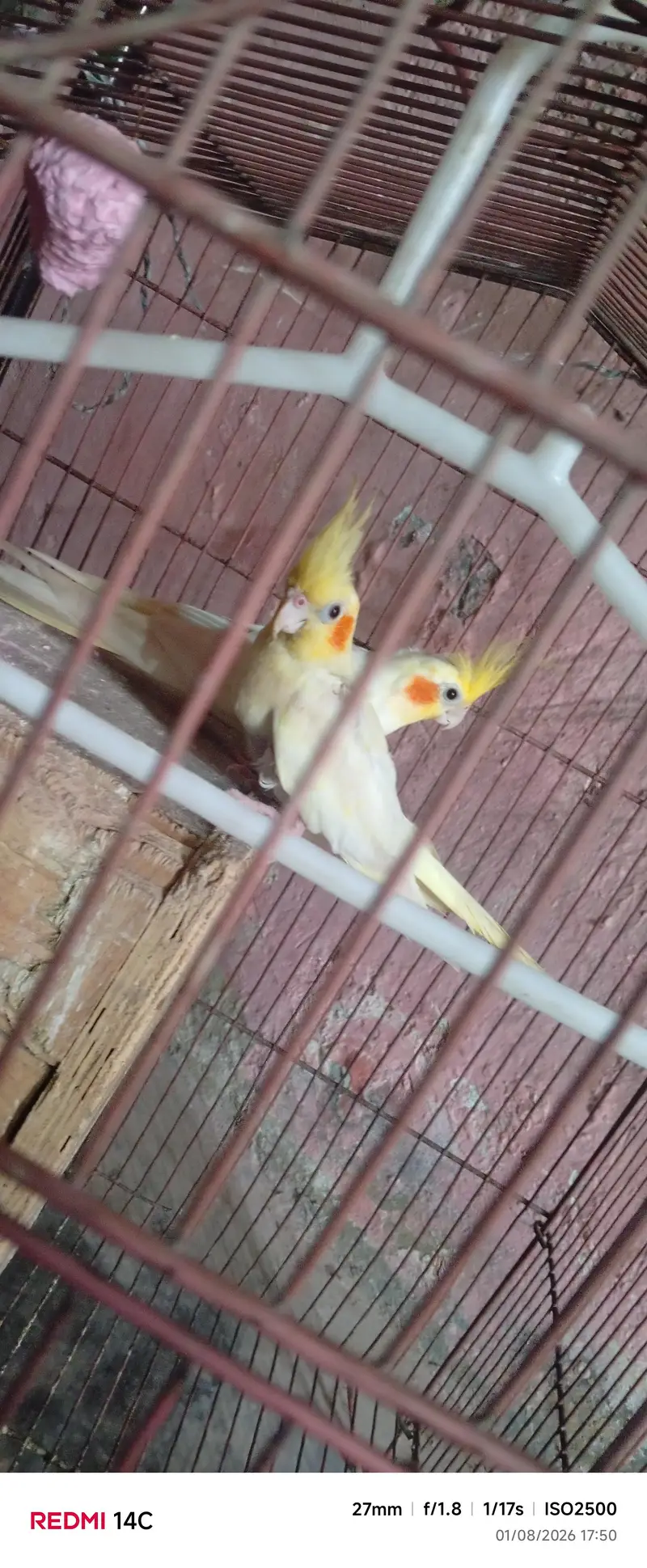 “Healthy Lutino Cockatiel Breeding Pair for Sale” — photo 3