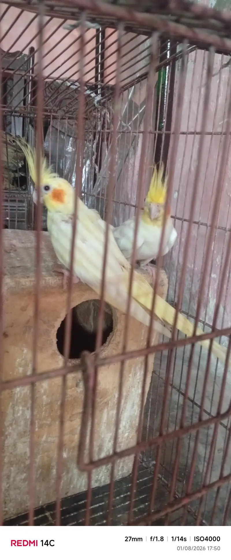 “Healthy Lutino Cockatiel Breeding Pair for Sale” — photo 4