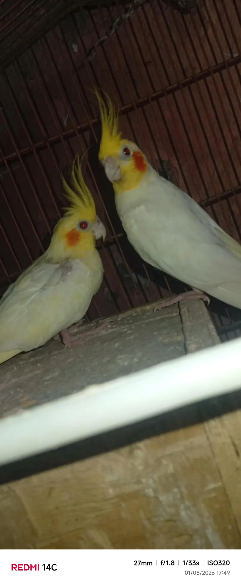 “Healthy Lutino Cockatiel Breeding Pair for Sale” — photo 5