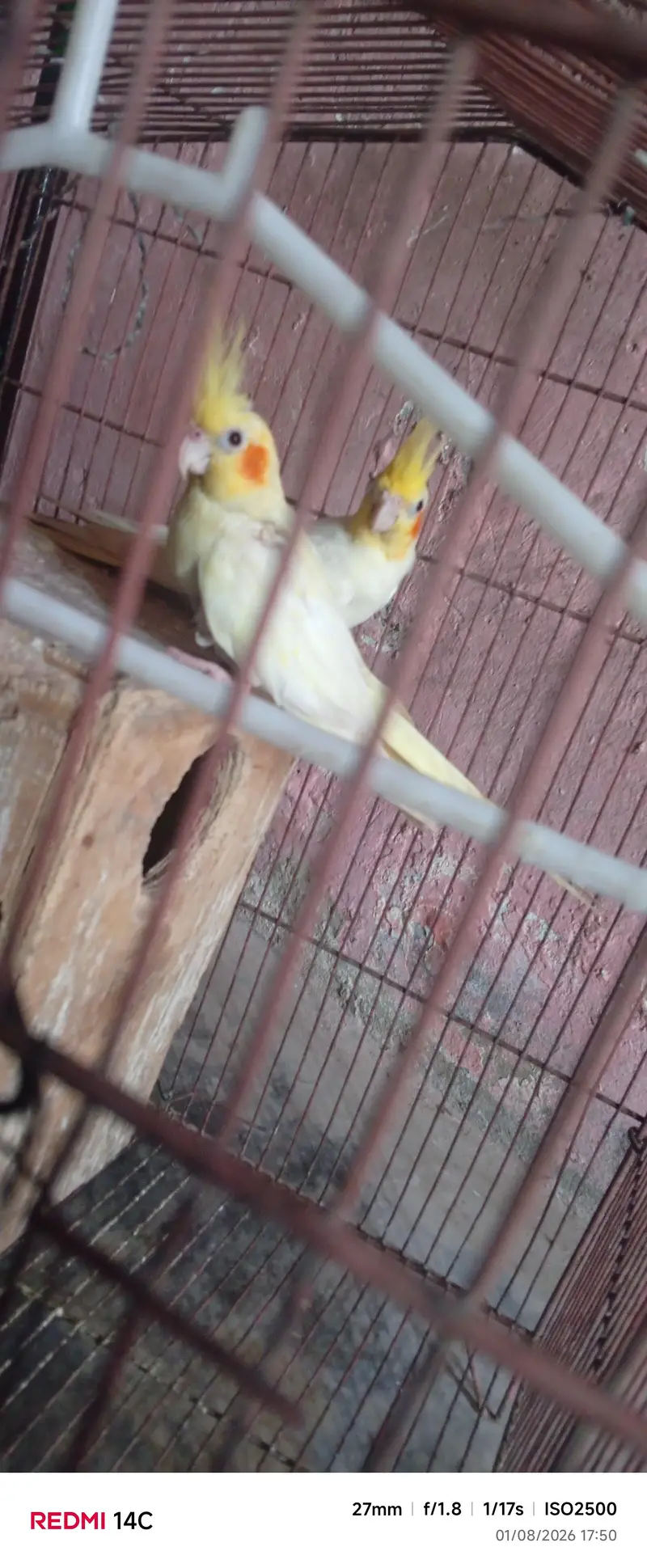 “Healthy Lutino Cockatiel Breeding Pair for Sale” — photo 6