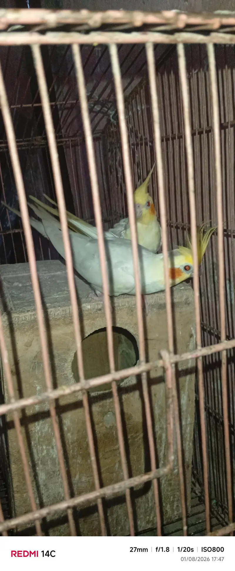 “Healthy Lutino Cockatiel Breeding Pair for Sale” — photo 7