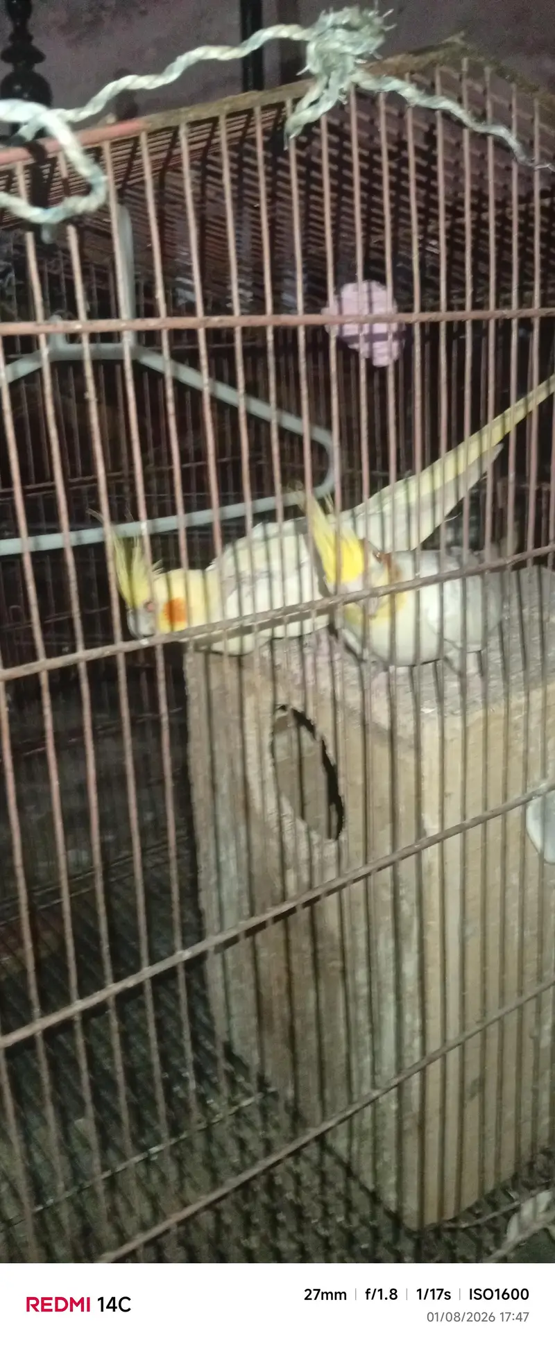 “Healthy Lutino Cockatiel Breeding Pair for Sale” — photo 8