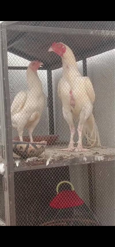 paper white Heera aseel/hera morgy/ chicks