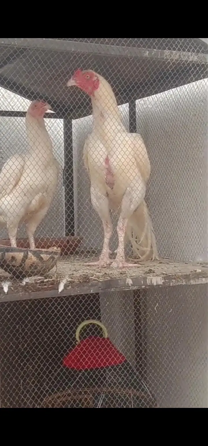 paper white Heera aseel/hera morgy/ chicks — photo 3
