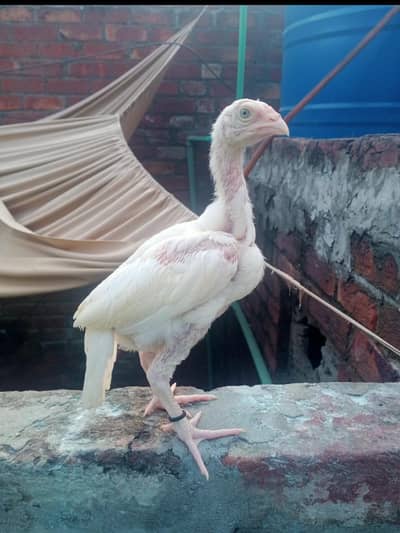 Heera Aseel Chicks