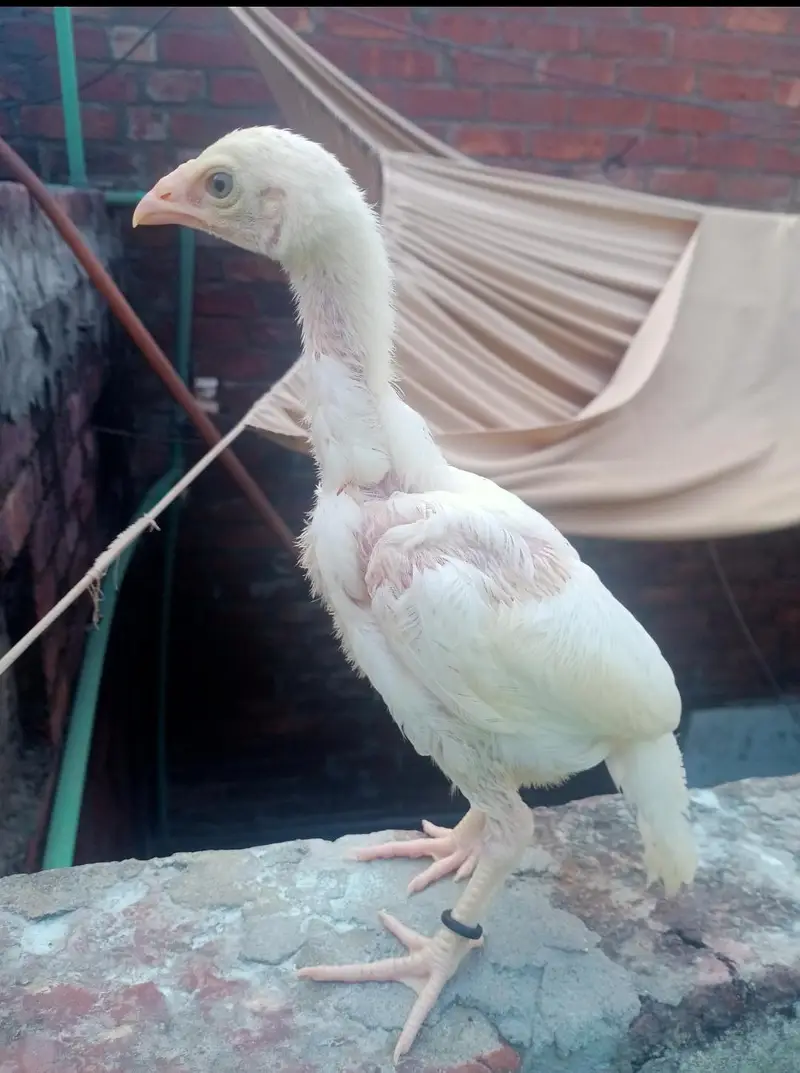 Heera Aseel Chicks — photo 2