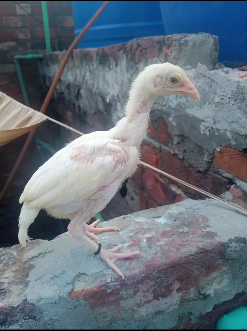 Heera Aseel Chicks — photo 4
