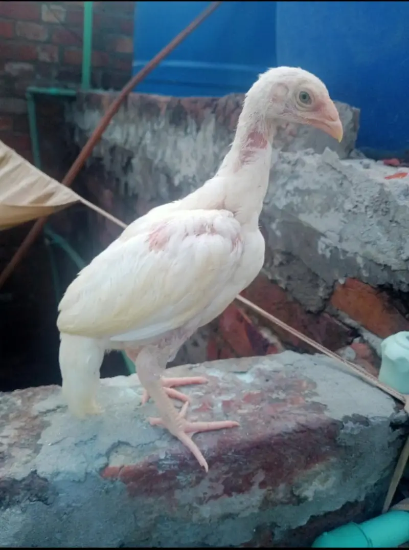 Heera Aseel Chicks — photo 5