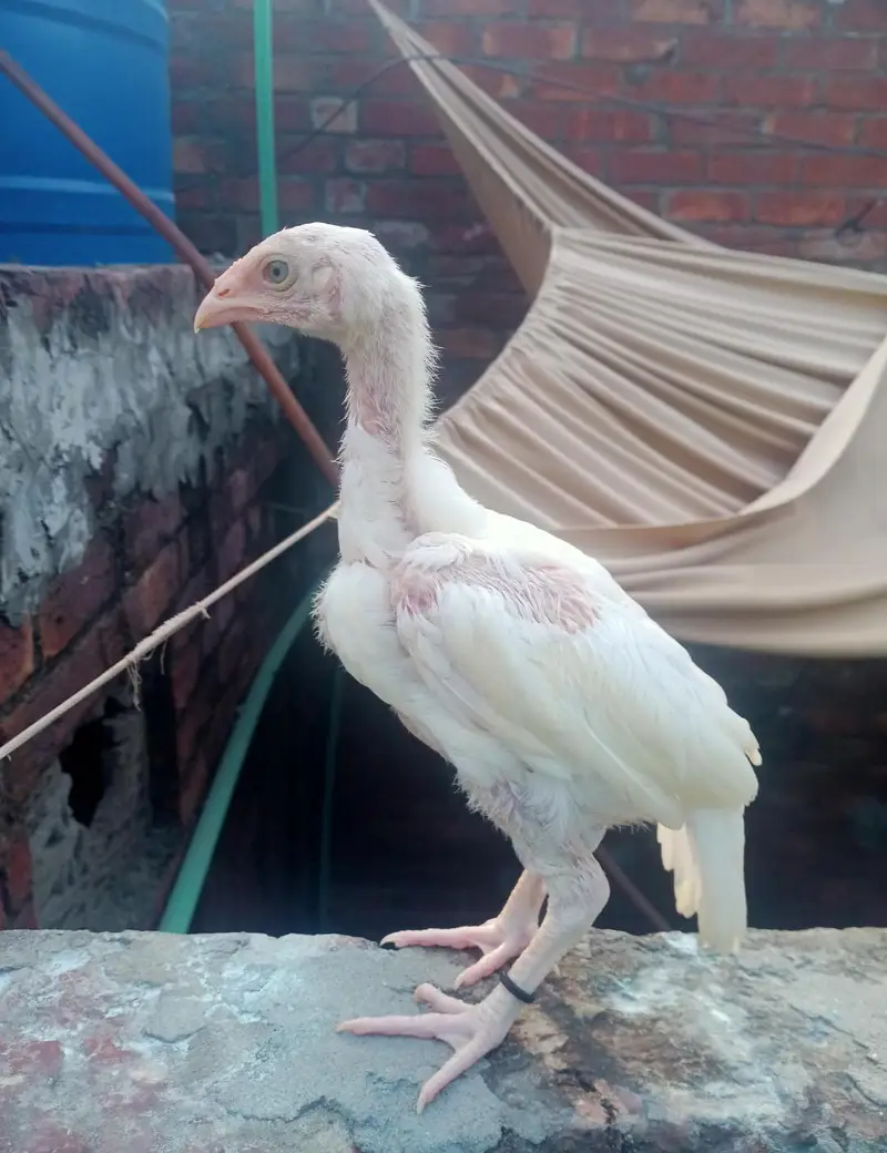 Heera Aseel Chicks — photo 6