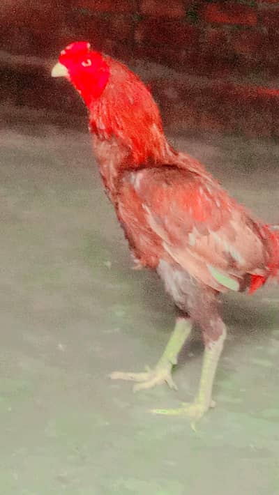 for chicken sell