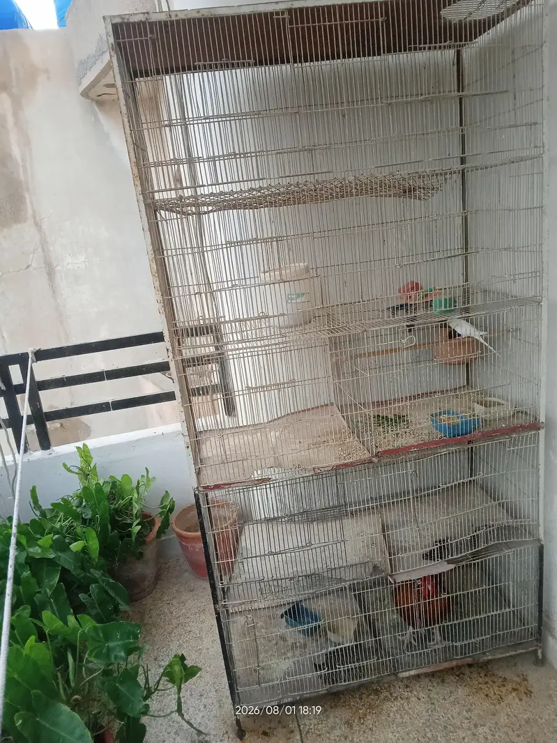 Parrots Cage — photo 3