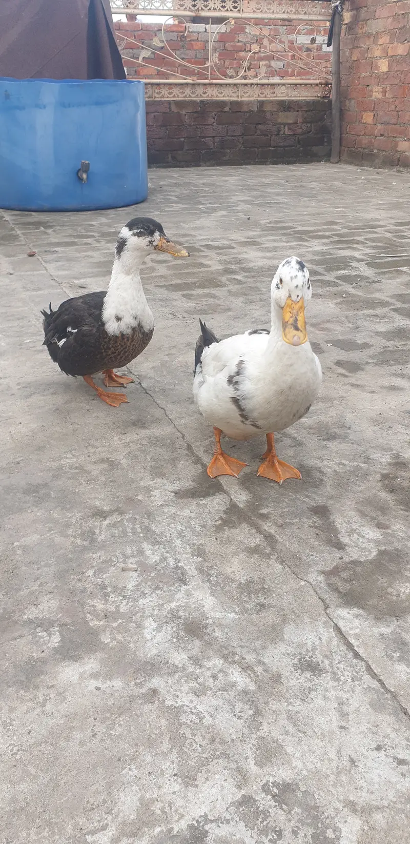 Ducks