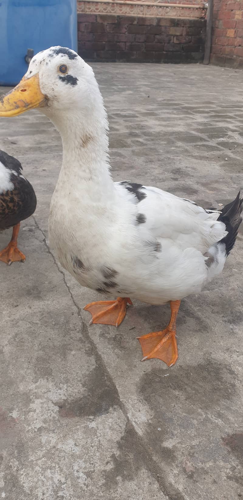 Ducks 1