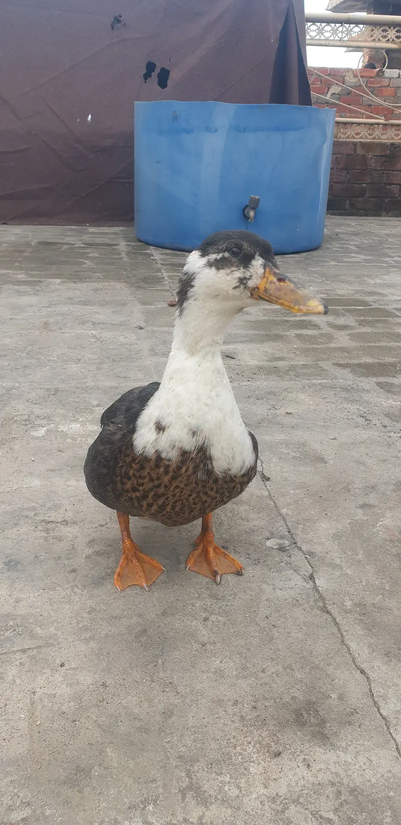 Ducks — photo 3
