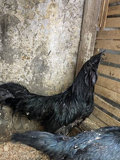 Hens : Ayam cemani