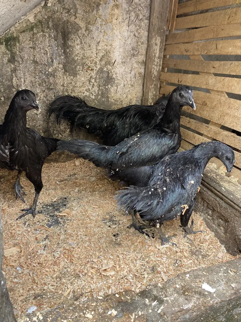 Hens : Ayam cemani — photo 2