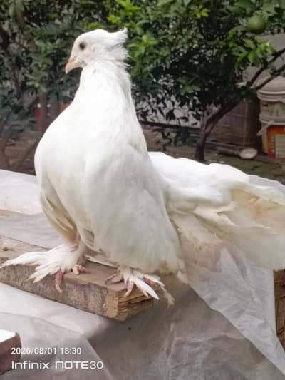 Frill back Males, American Lucky Pigeons Pair