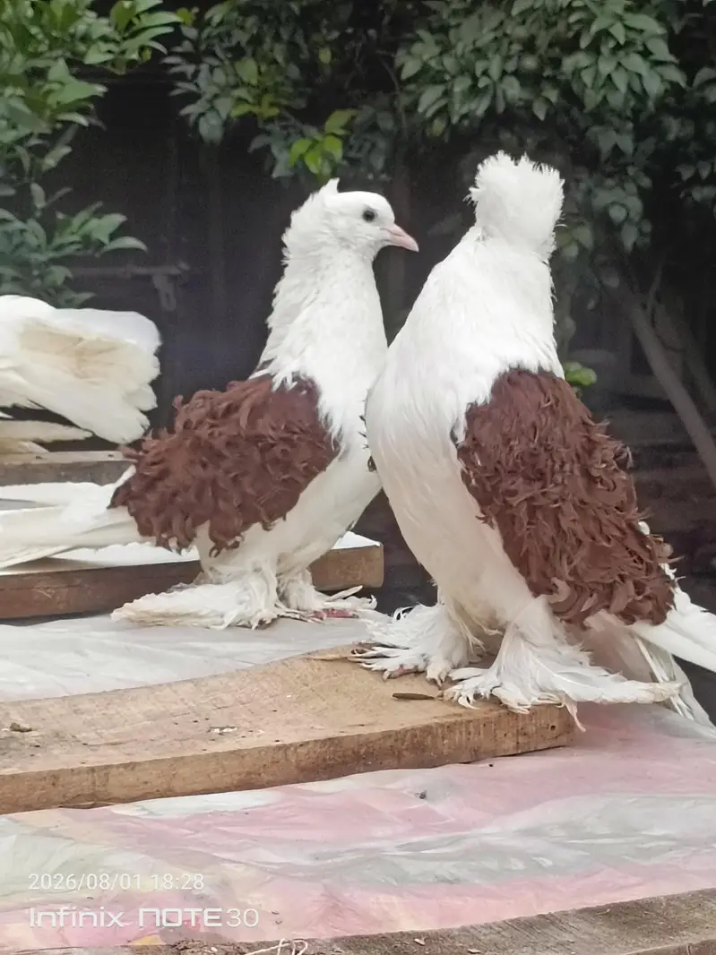 Frill back Males, American Lucky Pigeons Pair — photo 2