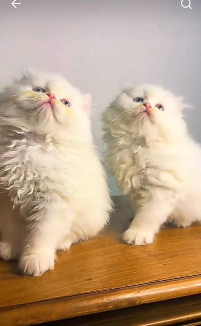 Persian kitten triple Qout. for. . sale my WhatsApp03493731440