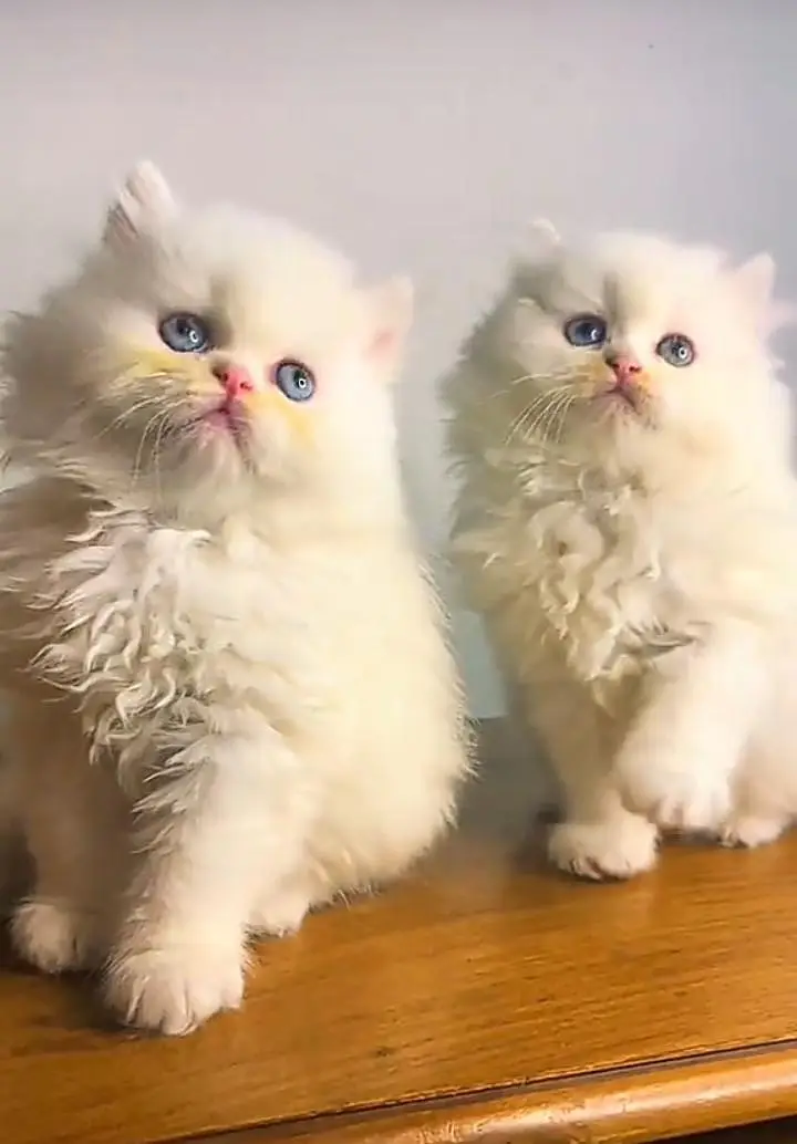 Persian kitten triple Qout. for. . sale my WhatsApp03493731440 — photo 2