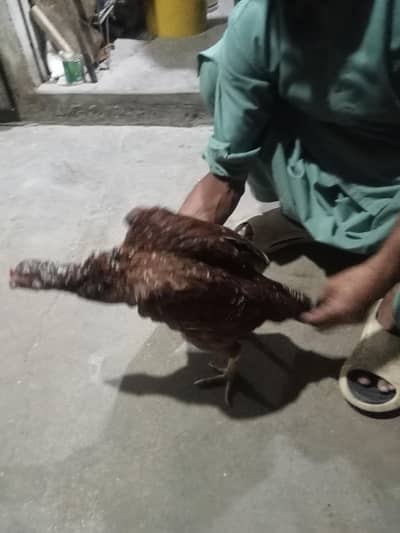 aseel pair purni nasal h