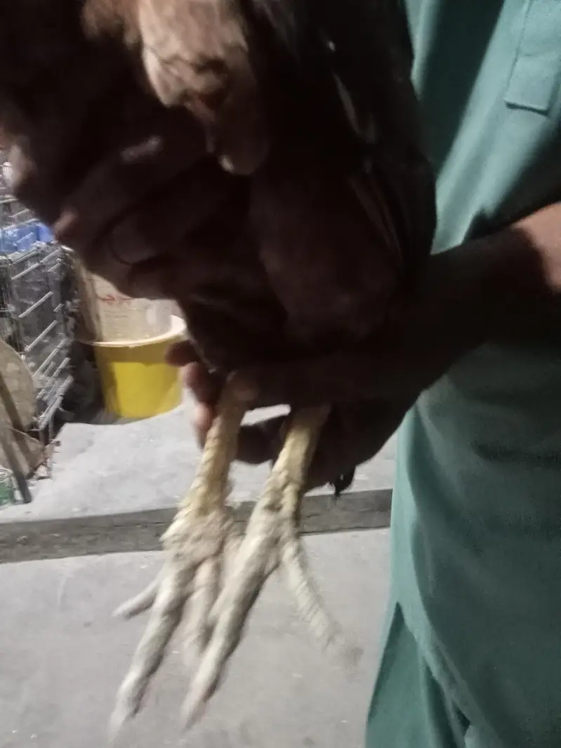aseel pair purni nasal h — photo 2