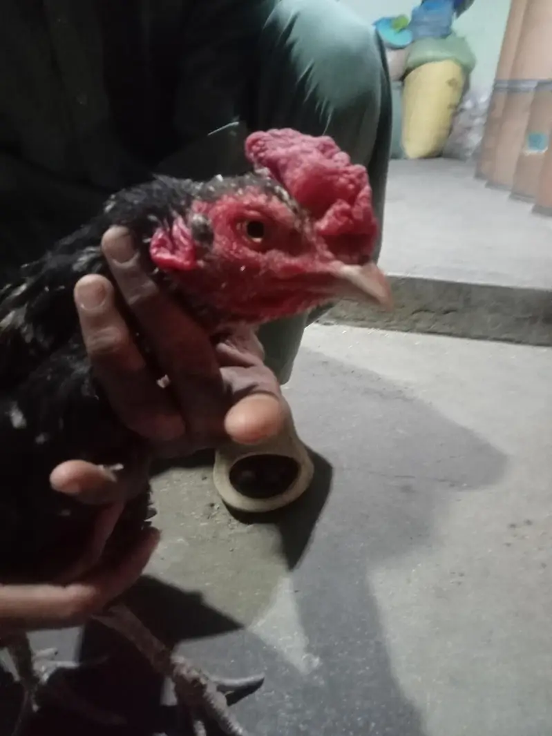 aseel pair purni nasal h — photo 6