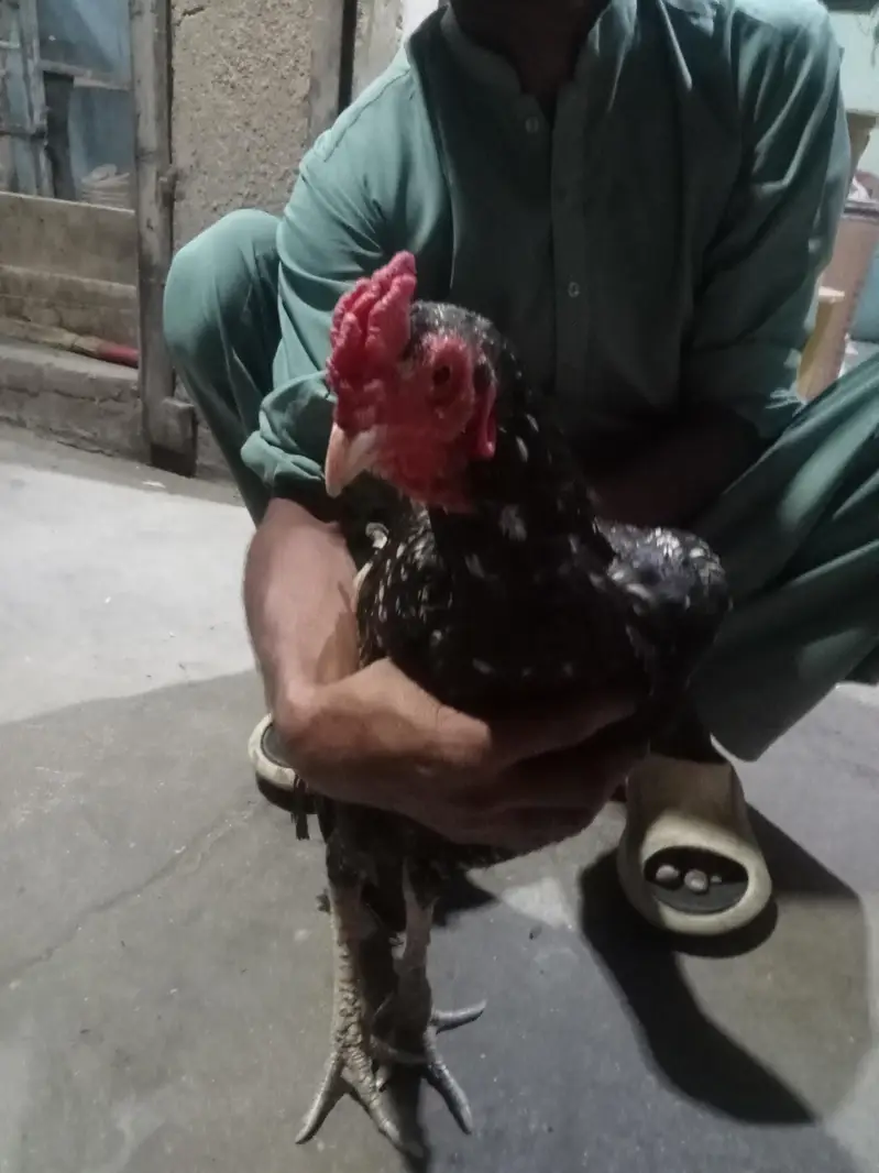 aseel pair purni nasal h — photo 7