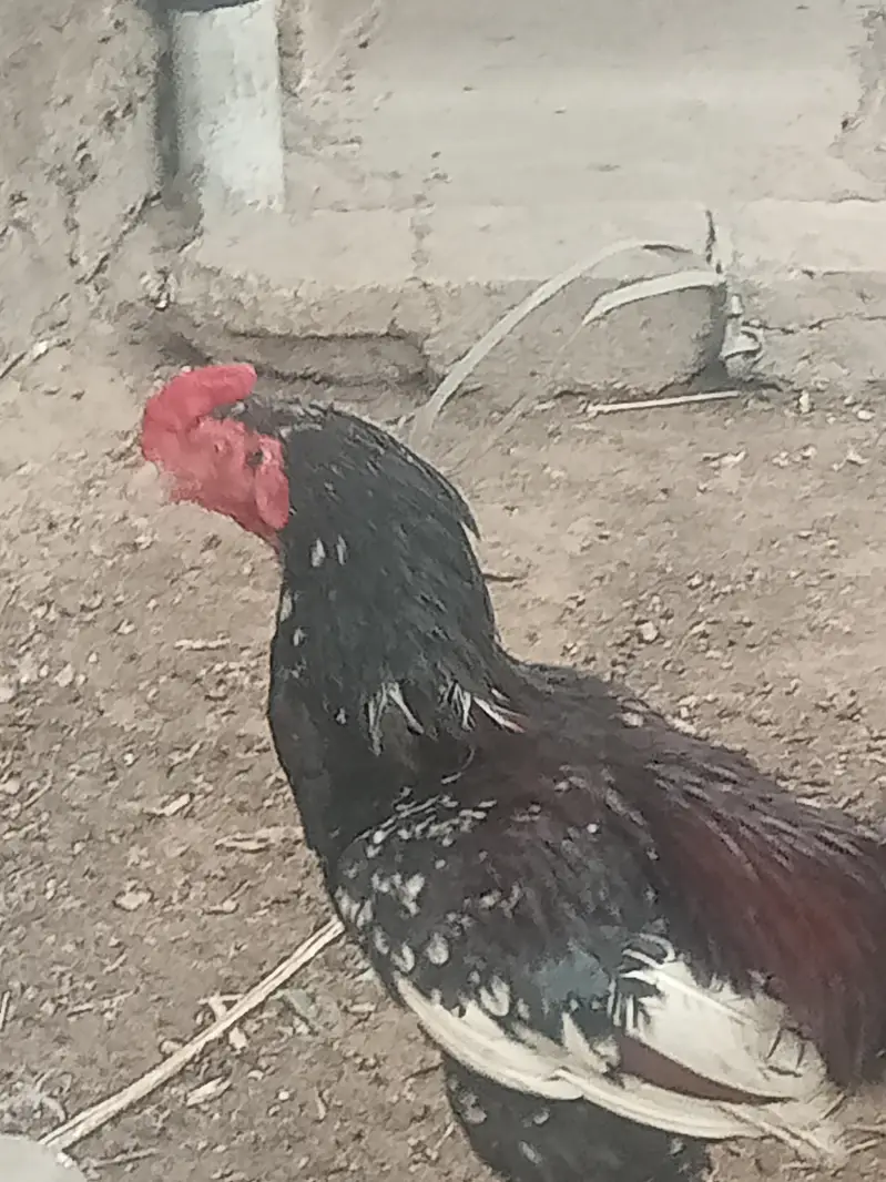 aseel pair purni nasal h — photo 8