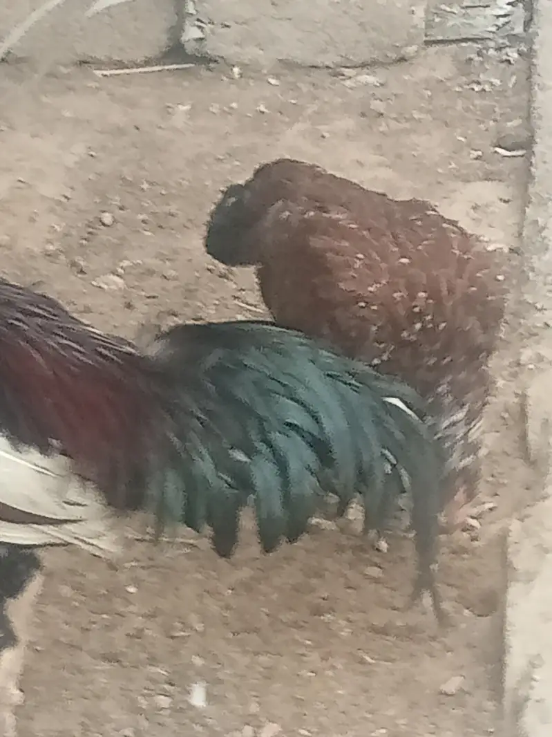 aseel pair purni nasal h — photo 9