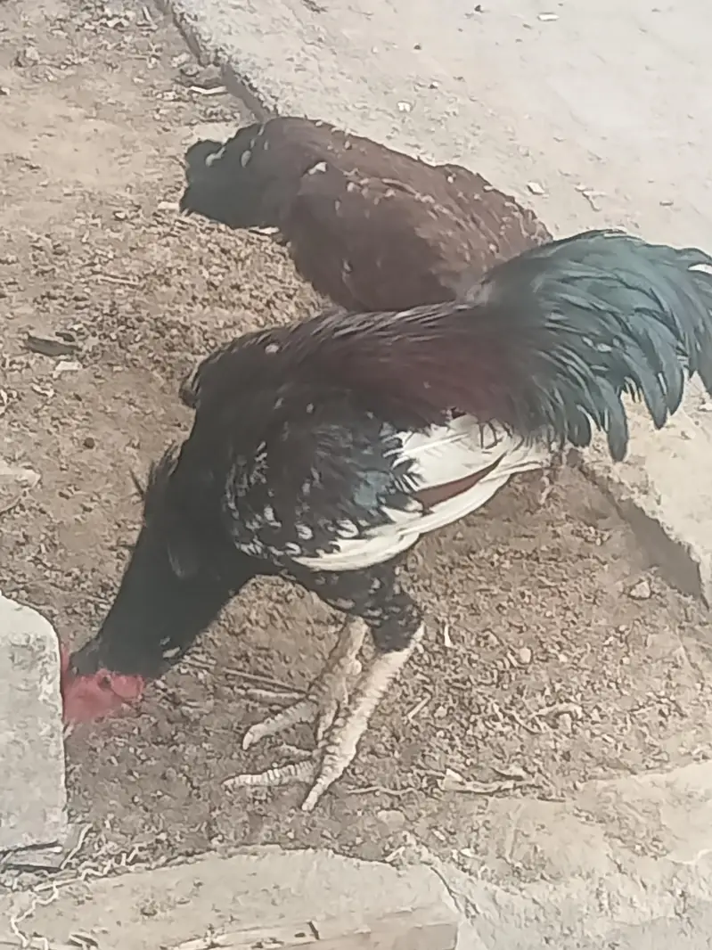 aseel pair purni nasal h — photo 10