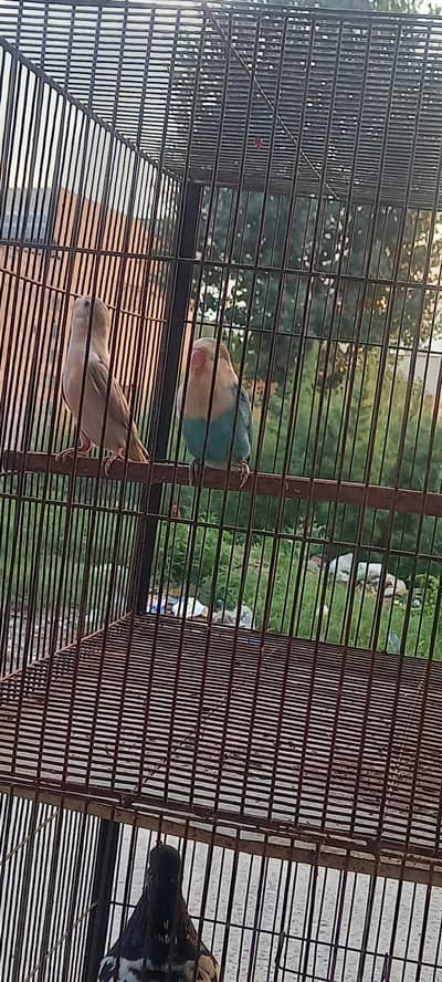 pair love birds