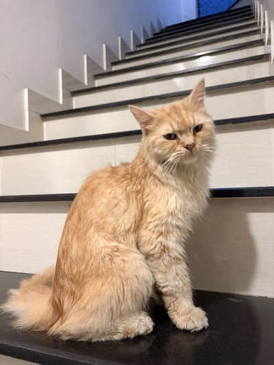 Persian cat for sale urgent!!!!!!!