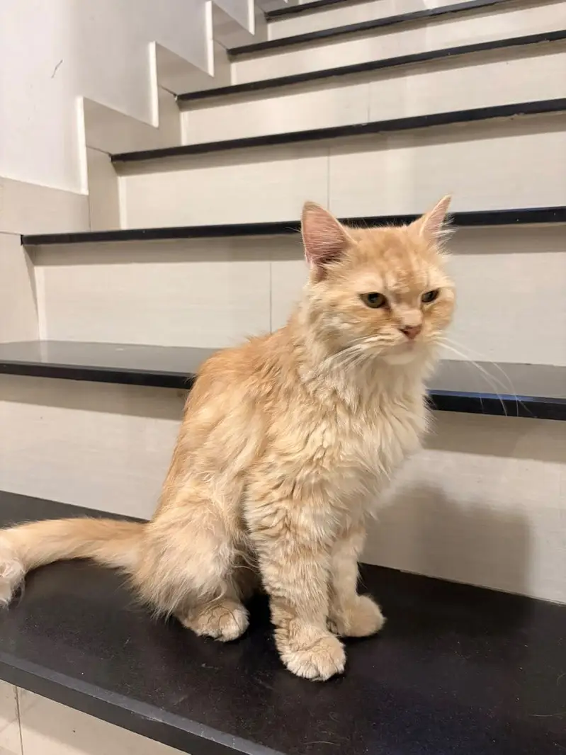 Persian cat for sale urgent!!!!!!! — photo 2