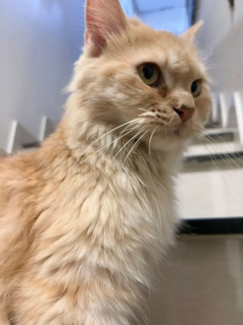 Persian cat for sale urgent!!!!!!! — photo 3
