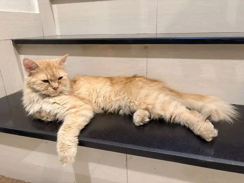 Persian cat for sale urgent!!!!!!! — photo 4