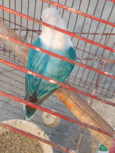 birds for sale
