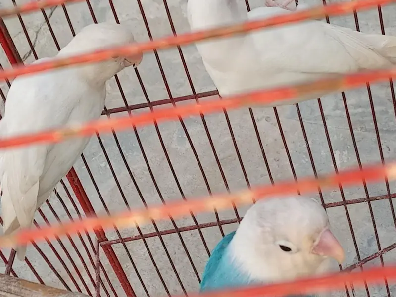 birds for sale — photo 2