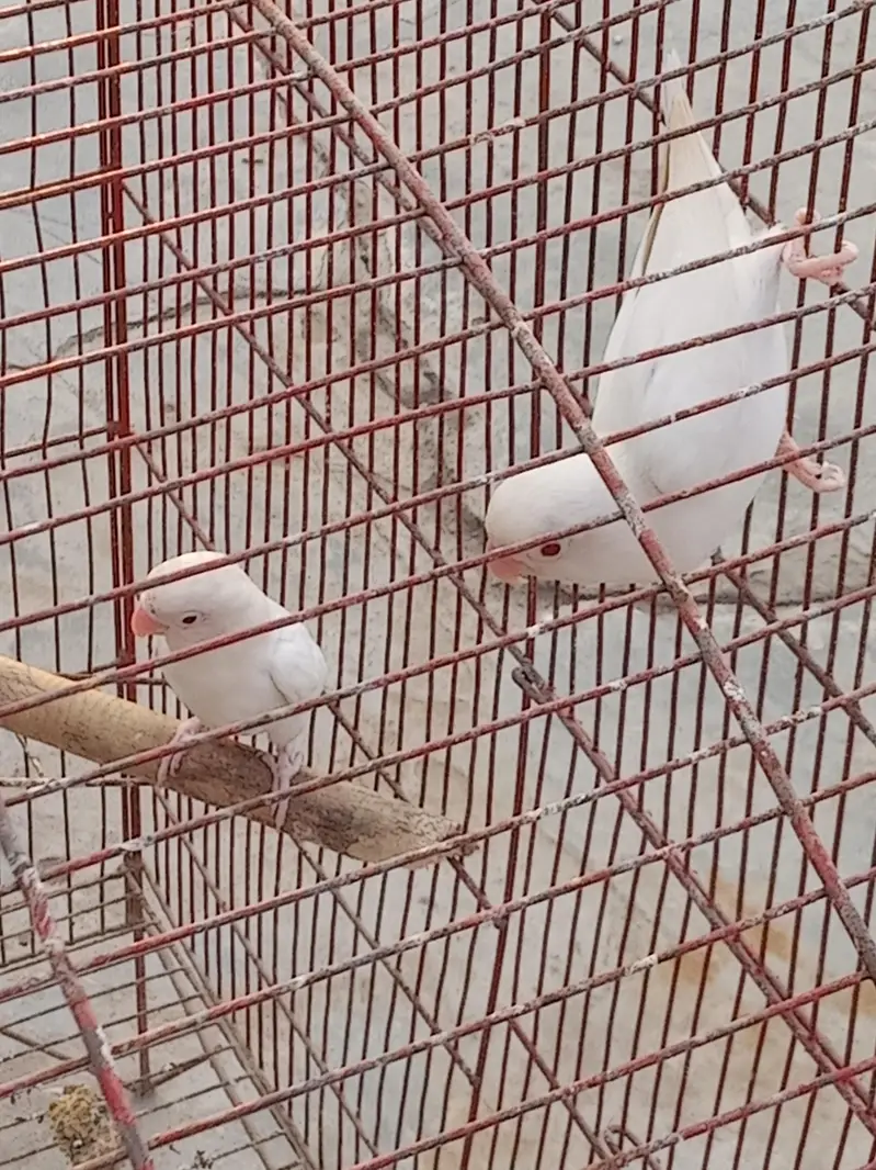 birds for sale — photo 3