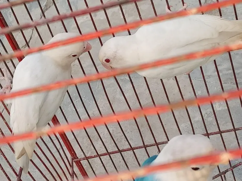 birds for sale — photo 4