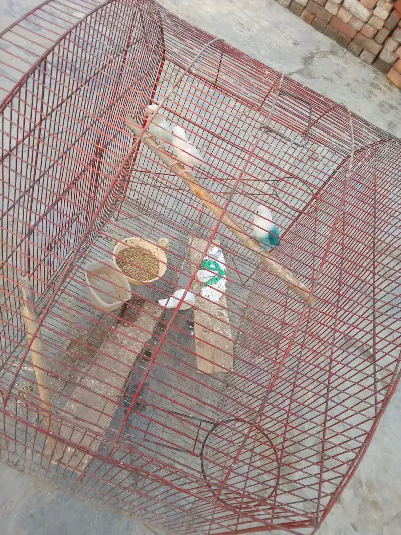 birds for sale — photo 5