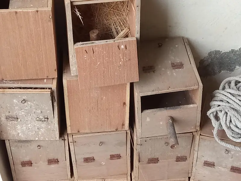 birds for sale — photo 7