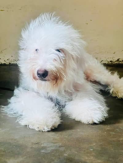 poodle Male puppy