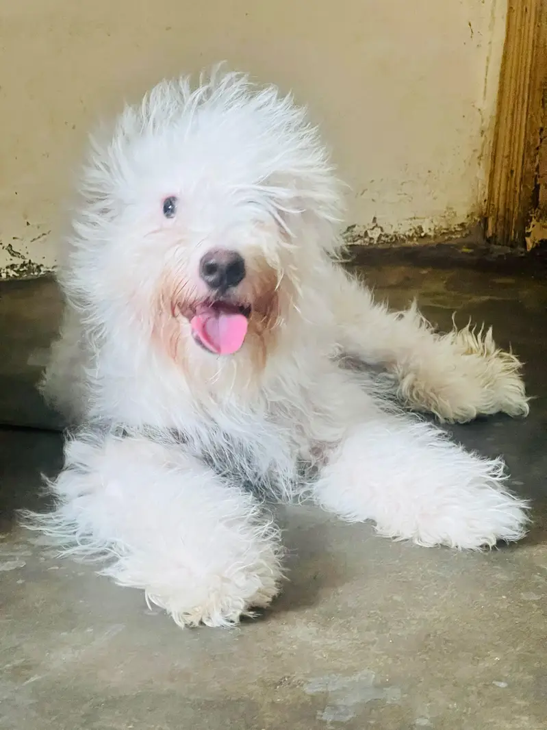poodle Male puppy — photo 2