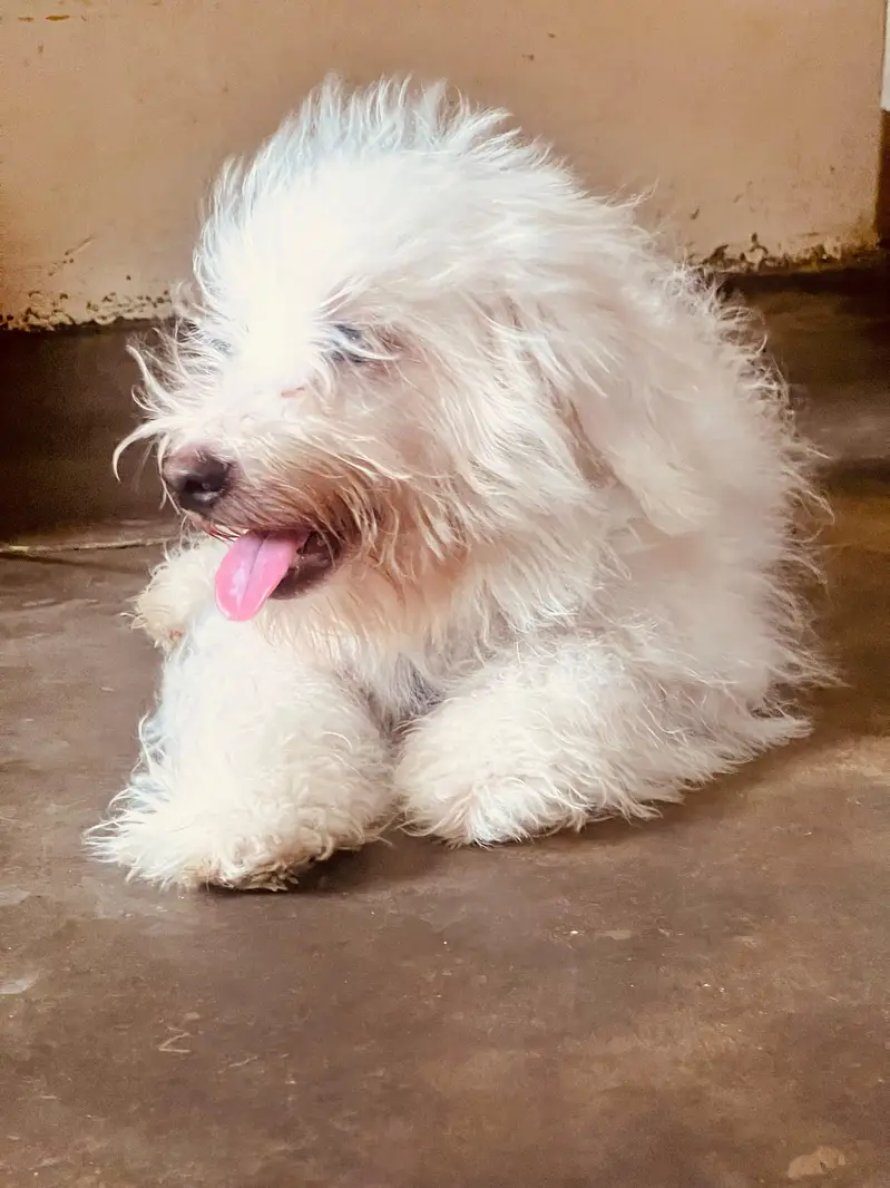poodle Male puppy — photo 3