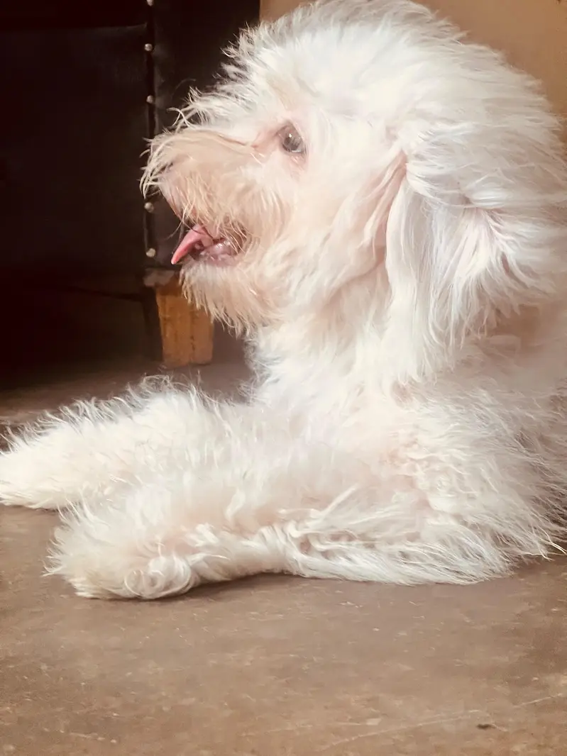 poodle Male puppy — photo 4